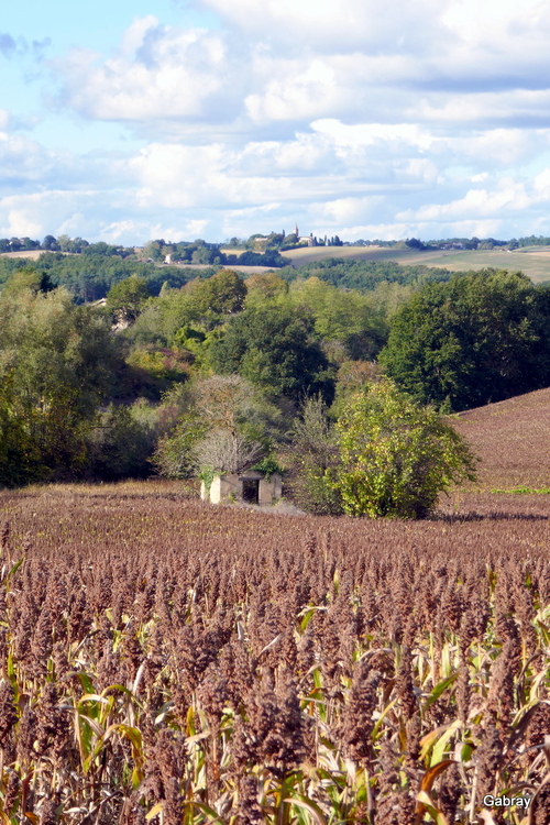 Salvagnac : champs de sorgho 