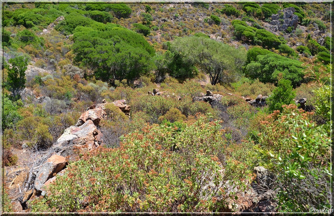 Sur le sentier de Scandola (1)