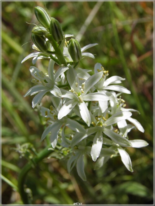 Ornithogale de Narbonne