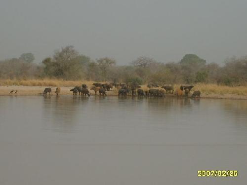Bénin Pendjari Buffles