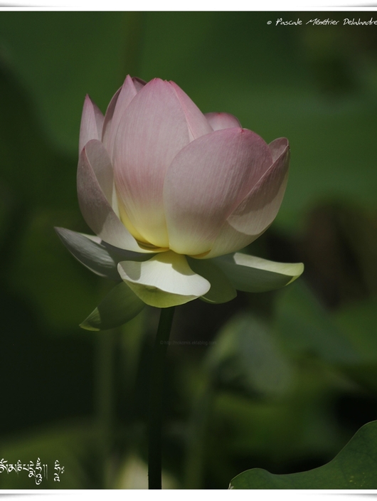 Nelumbo nucifera - Le Lotus sacré ou Lotus d'Orient