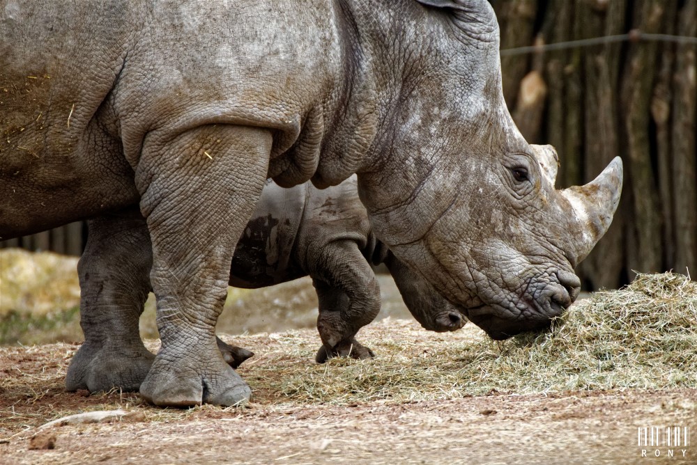 Eléonore et son petit rhinocéros blanc Sethemba (part.3)