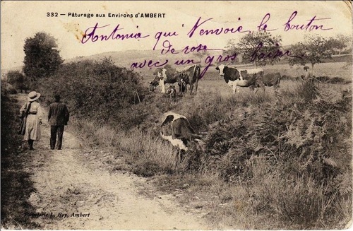 Des vaches en cartes postales