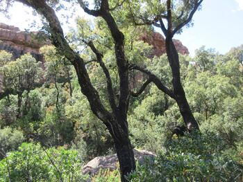 Dans les gorges du Leyran