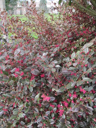 Loropetalum 