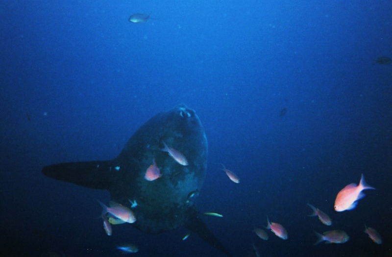 Poisson lune