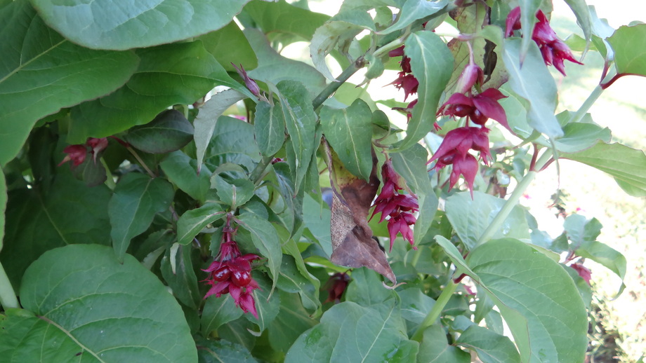 Arbre aux faisans, Leycesteria Formosa