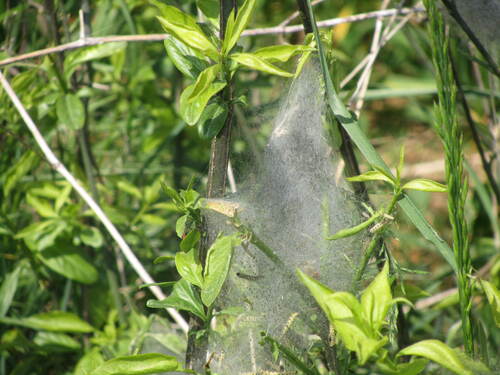 Hyponomeute du fusain (Yponomeuta evonymella) 