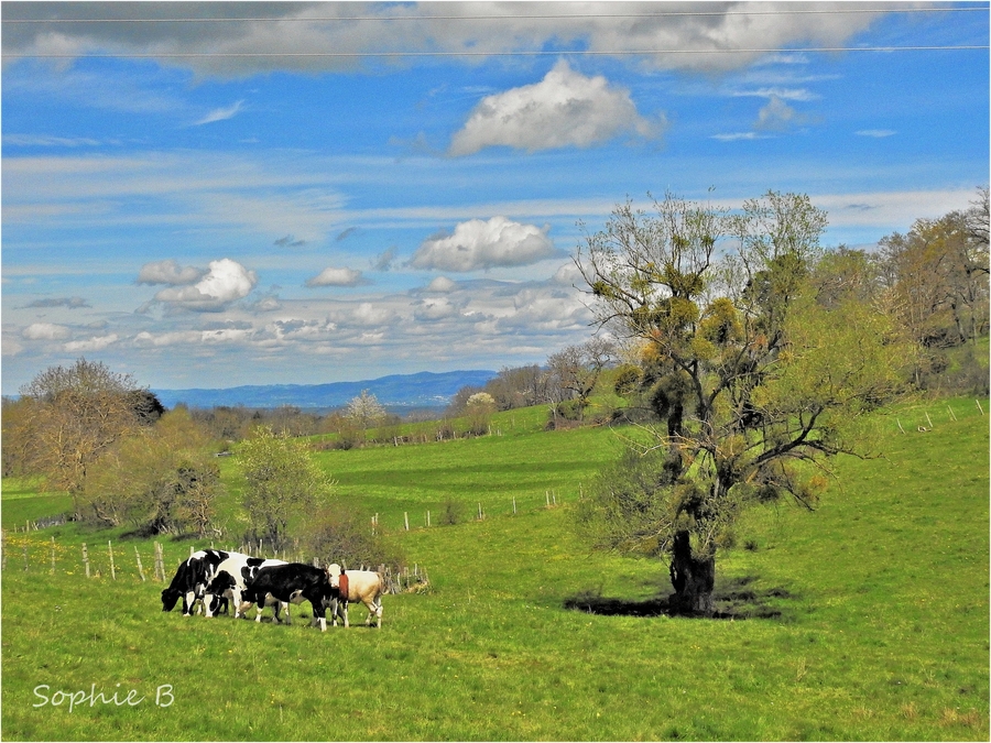 Retour sur le pré .