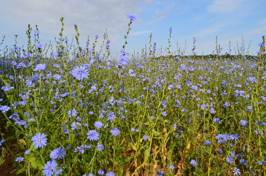 En Beauce, fleurs de chicorée sauvage 