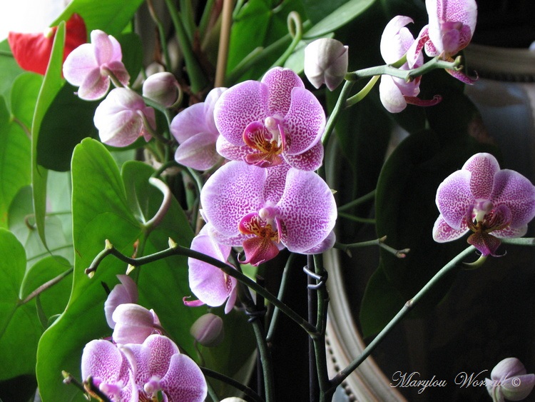 Nouvelle Orchidée sauvée