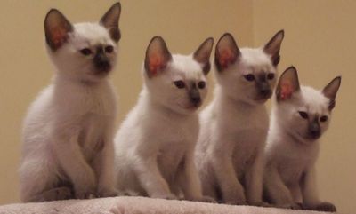 chatons siamois 