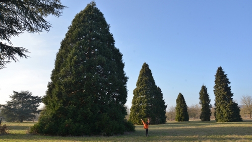 Séquoias géants Port général (arboretum de Versailles-Chèvreloup)