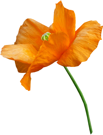 Tube fleur, tube coquelicot