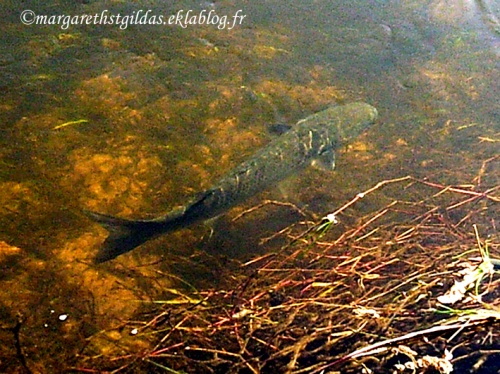 Poisson... de Loire - Fish... of Loire