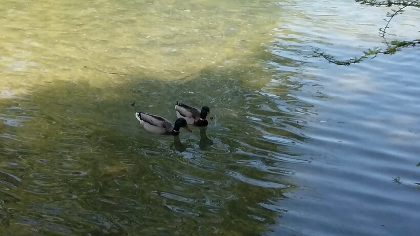 les petits canards 