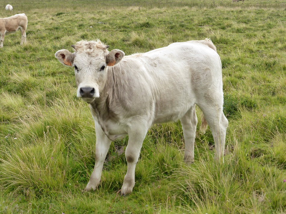   Une escapade en AUBRAC....