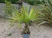 butia catarinensis n°1 (anciennement odorata)