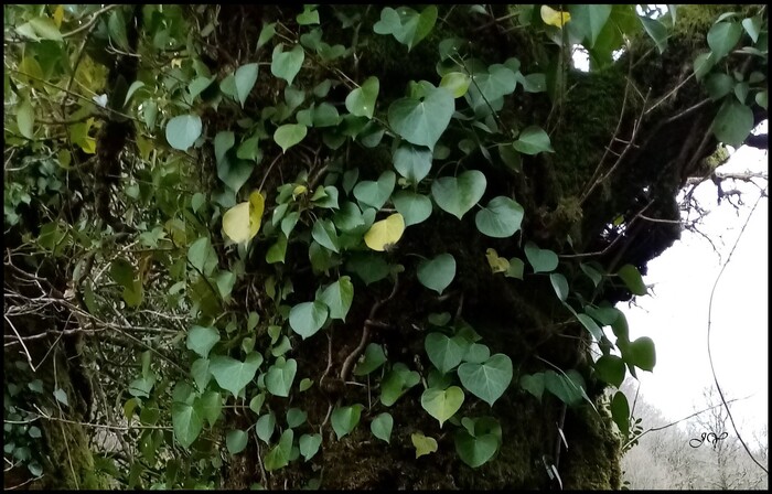 Hedera helix.