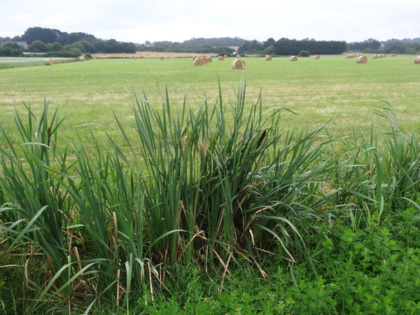 Les foins dans les marais salants