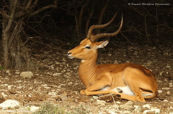 Impala -  Aepyceros melampus