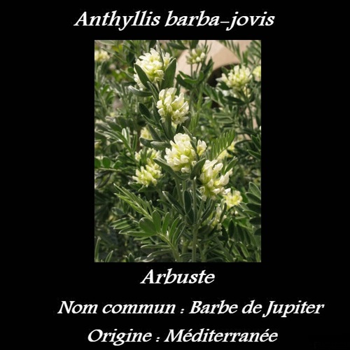 Anthyllis barba-jovis