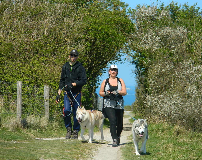 Husky au Cap blanc nez