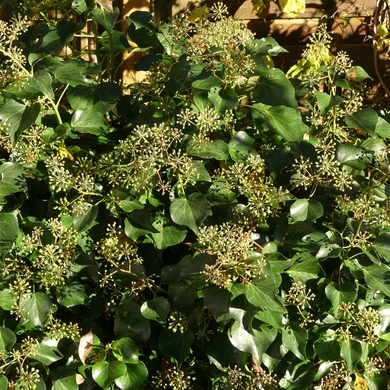 H comme...Hedera, Heuchère et Hellèbore...