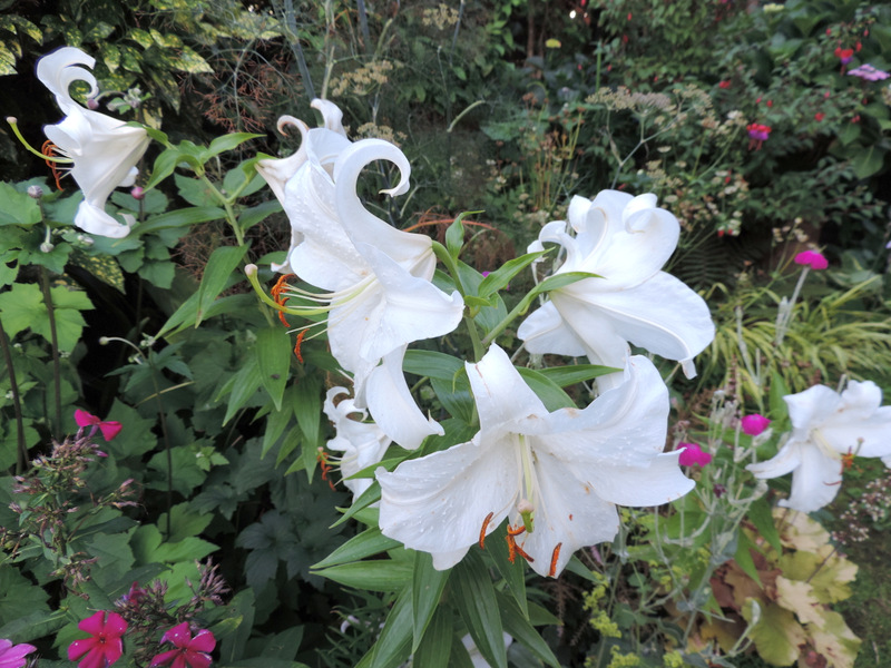 Regards sur le jardin cet été...