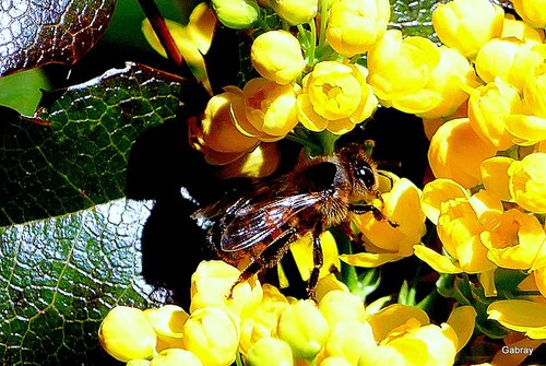 Mahonias et abeilles 