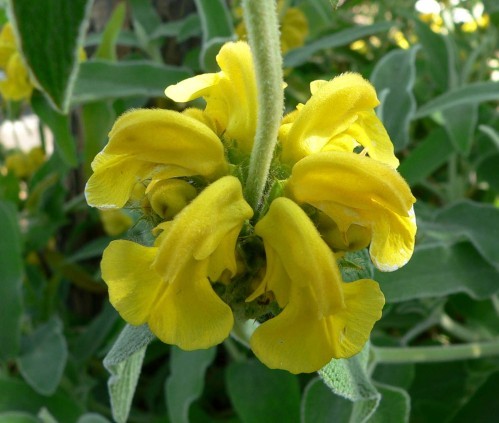 Phlomis fruticosa flowers