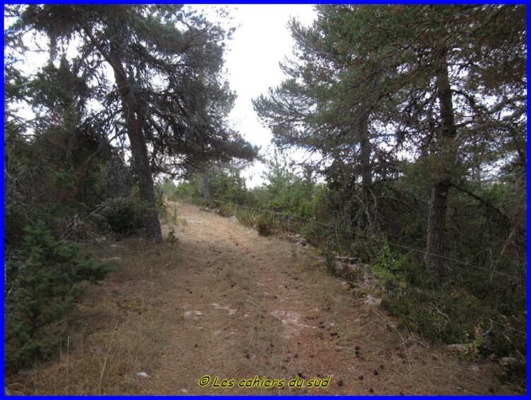 Gorges du Tarn, le causse Sauveterre