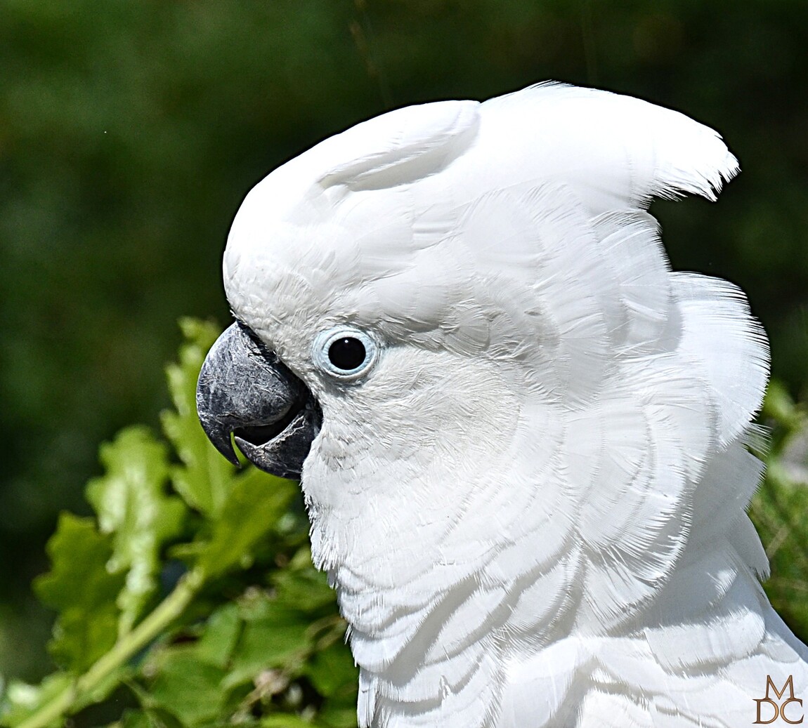 Cacatoes blanc