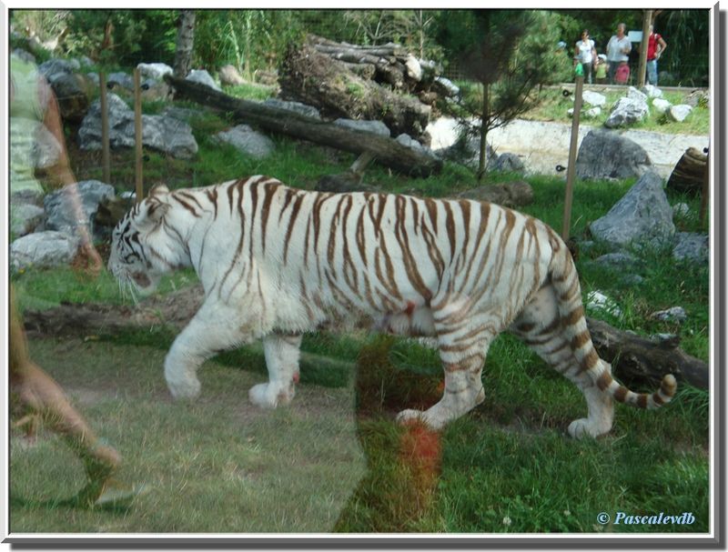 Tigres_blancs2