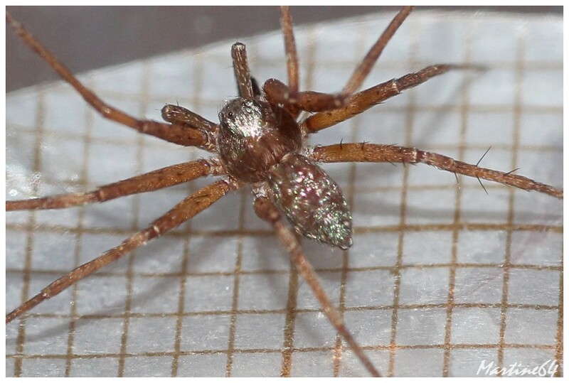 Araignée : Philodromus sp.
