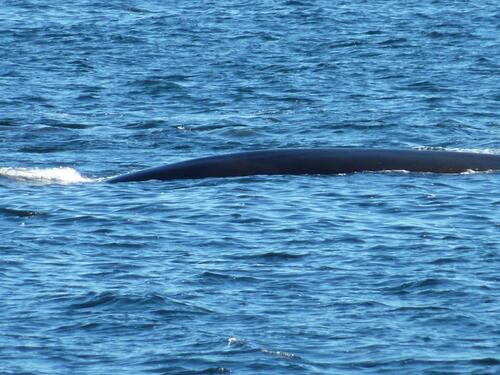 Croisière sur la Saint-Laurent à Tadoussac : baleines en vue !
