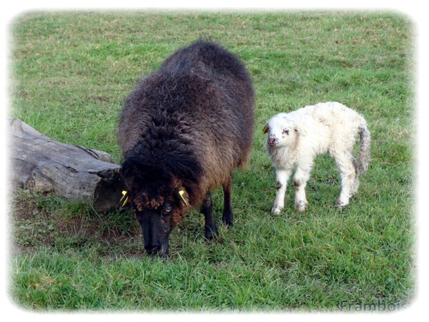 Le mouton des landes de Bretagne