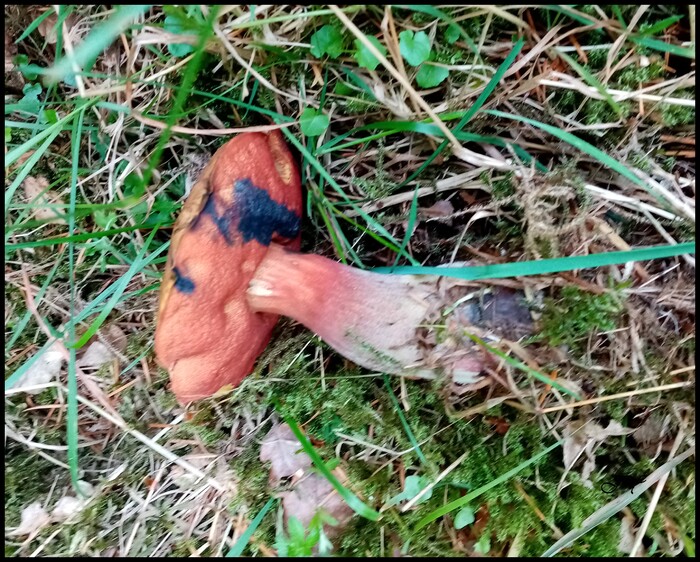 Boletus erythropus.