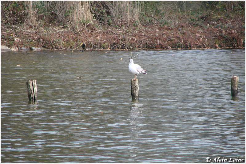 Mouette