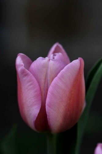 Tulipes Synaeda Amor1