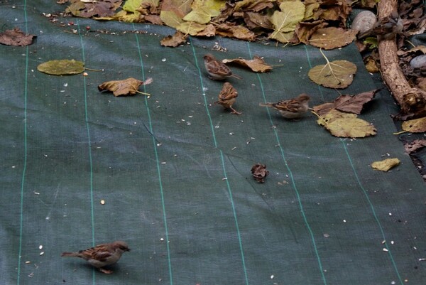 les oiseaux du ciel