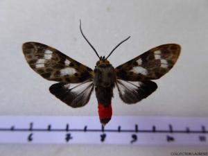 Euceron