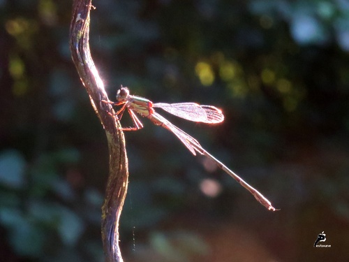 Leste vert (Lestes viridis ou Chalcolestes viridis) 