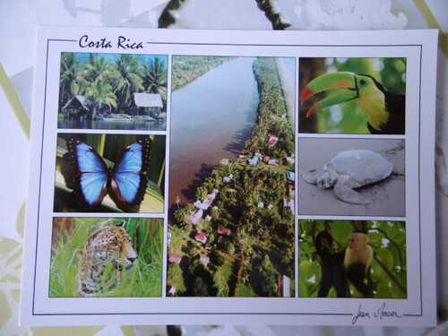 Mes tortues du Costa Rica