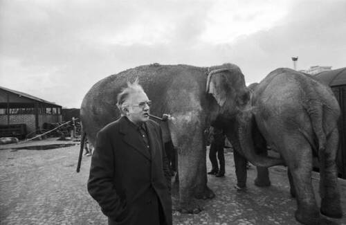 Jean Richard accueillant les nouveau éléphants de son cirque, le 22 novembre 1977, à Paris. (Photo  de  Michel ARTAULT)