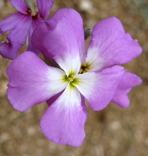 Fleurs cultivées : Julienne de Mahon