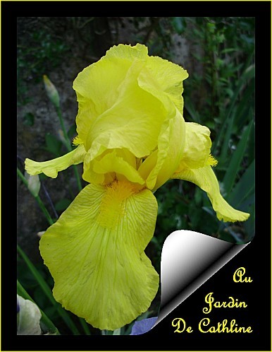 iris jaune 4 mai 2011