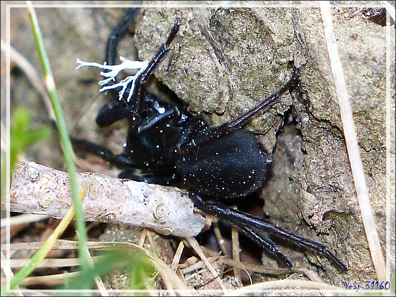 Araignée Pireneitega segestriformis, endémique des Pyrénées (1489 m d'altitude) - Couledoux - 31