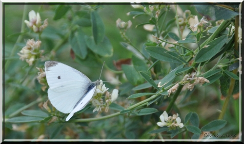 Pieris brassicae (La piéride du choux) 