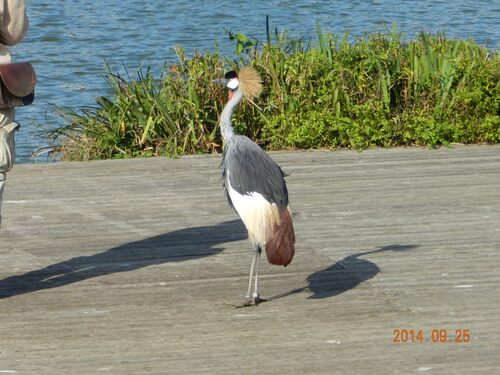 Parc des oiseaux a Villard les dombes